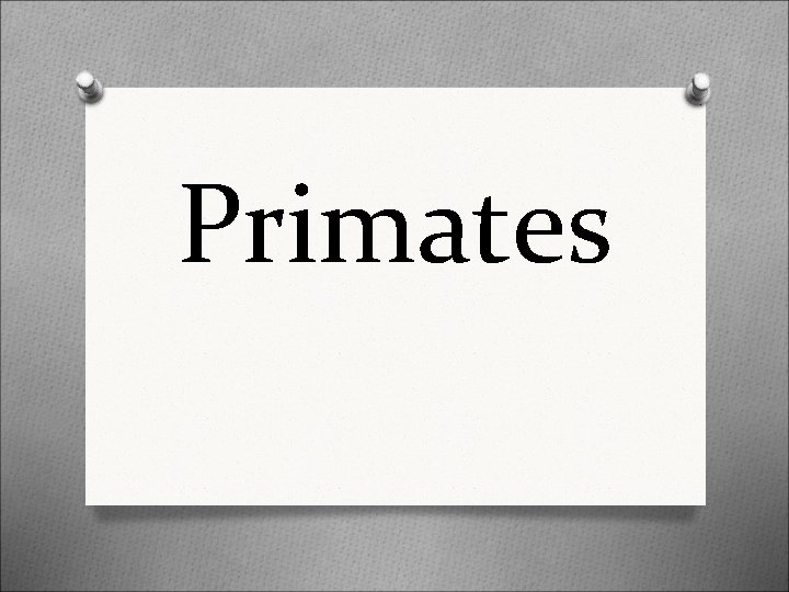 Primates 