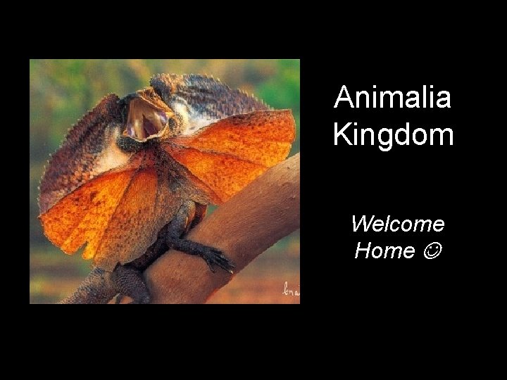 Animalia Kingdom Welcome Home 