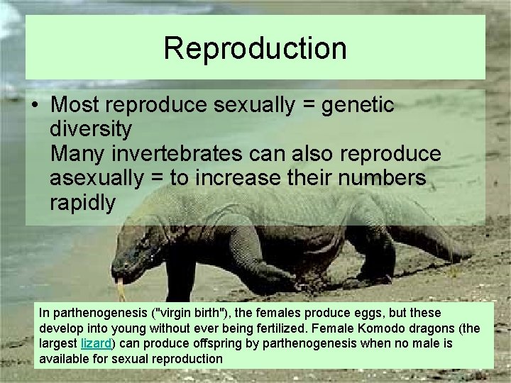 Reproduction • Most reproduce sexually = genetic diversity Many invertebrates can also reproduce asexually