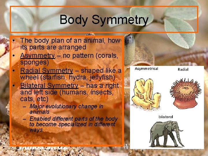 Body Symmetry • The body plan of an animal, how its parts are arranged