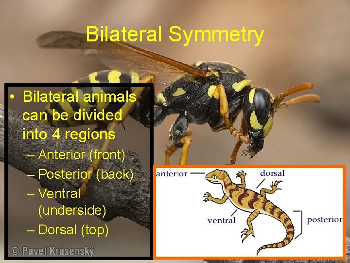 Bilateral Symmetry • Bilateral animals can be divided into 4 regions – Anterior (front)