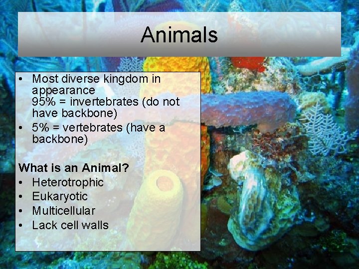 Animals • Most diverse kingdom in appearance 95% = invertebrates (do not have backbone)