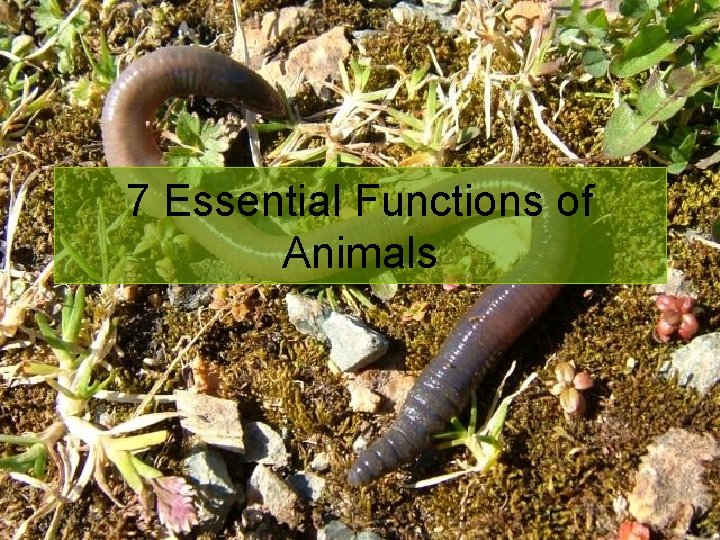 7 Essential Functions of Animals 