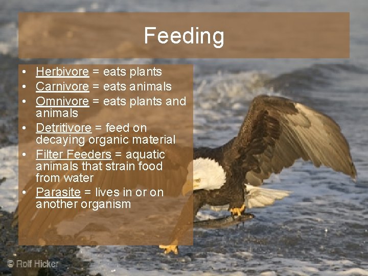 Feeding • Herbivore = eats plants • Carnivore = eats animals • Omnivore =