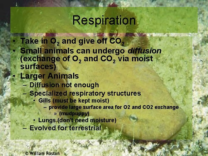 Respiration • Take in O 2 and give off CO 2 • Small animals