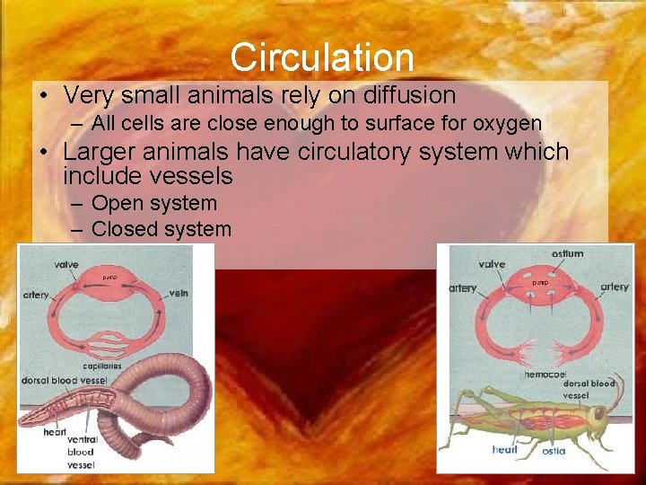 Circulation • Very small animals rely on diffusion – All cells are close enough