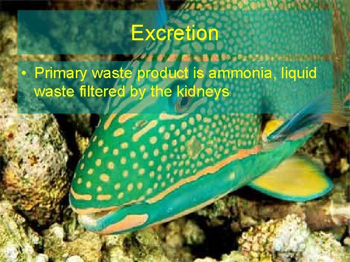 Excretion • Primary waste product is ammonia, liquid waste filtered by the kidneys 