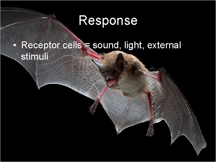 Response • Receptor cells = sound, light, external stimuli 