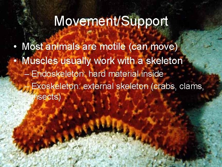 Movement/Support • Most animals are motile (can move) • Muscles usually work with a