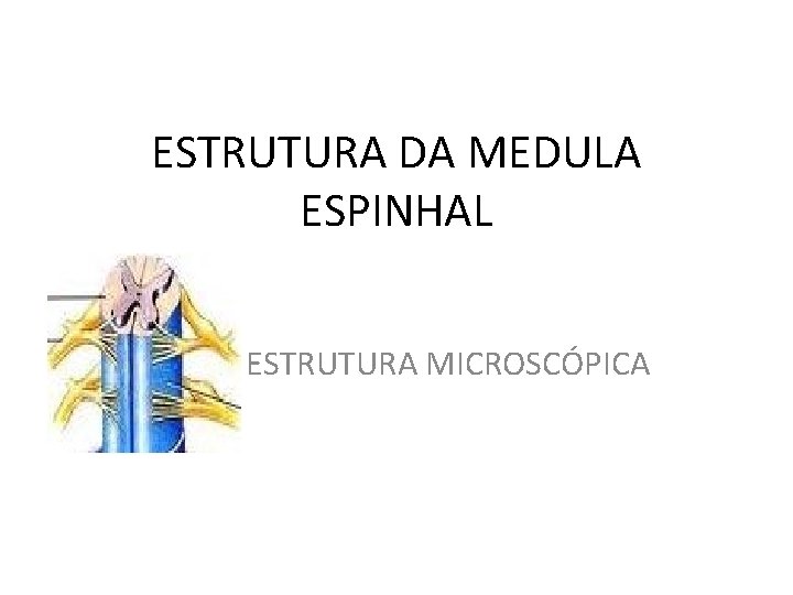 ESTRUTURA DA MEDULA ESPINHAL ESTRUTURA MICROSCÓPICA 