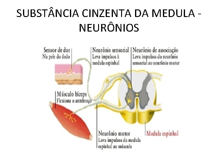 SUBST NCIA CINZENTA DA MEDULA NEURÔNIOS 