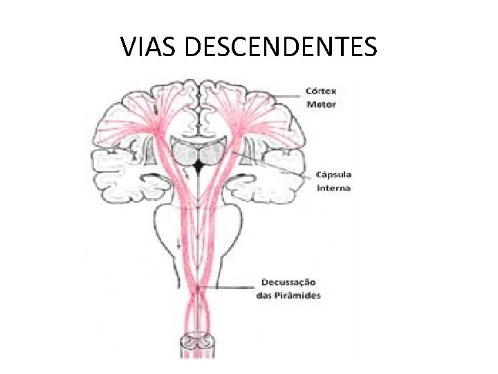 VIAS DESCENDENTES 