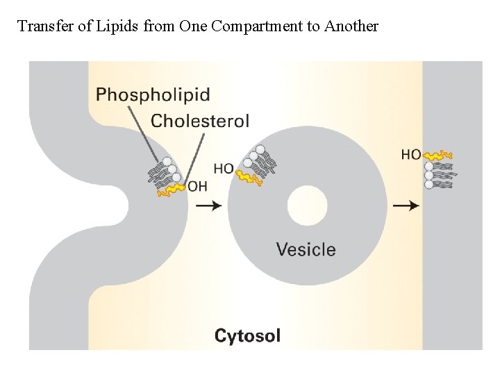 Transfer of Lipids from One Compartment to Another Transfer of Lipids from One Compartment to Another