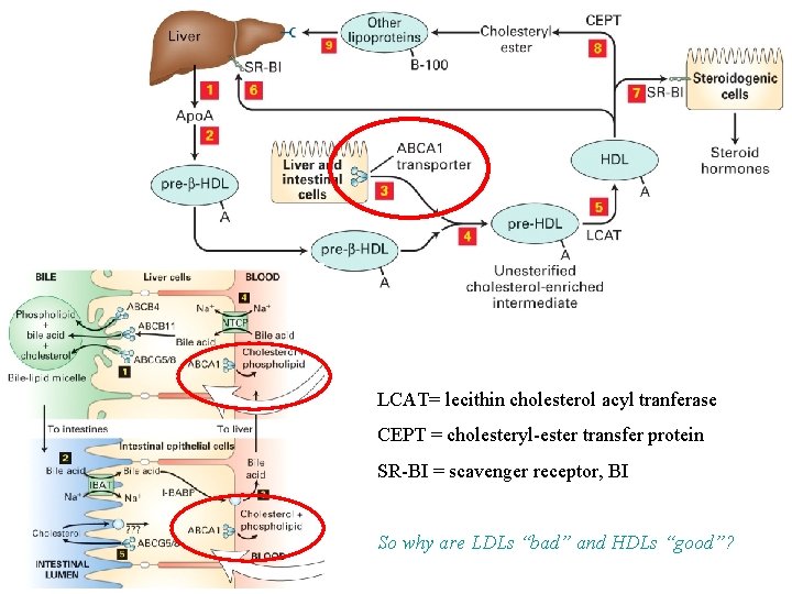 LCAT= lecithin cholesterol acyl tranferase CEPT = cholesteryl-ester transfer protein SR-BI = scavenger receptor, LCAT= lecithin cholesterol acyl tranferase CEPT = cholesteryl-ester transfer protein SR-BI = scavenger receptor,