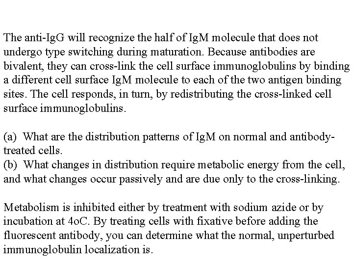 The anti-Ig. G will recognize the half of Ig. M molecule that does not The anti-Ig. G will recognize the half of Ig. M molecule that does not