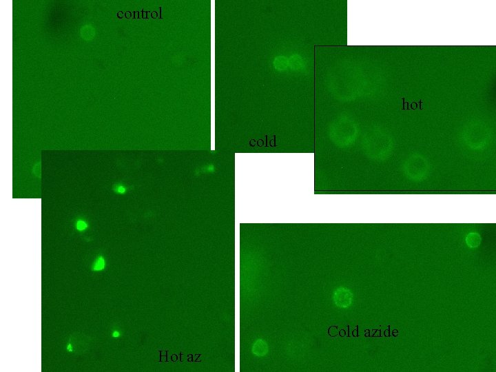 control hot cold Cold azide Hot az control hot cold Cold azide Hot az