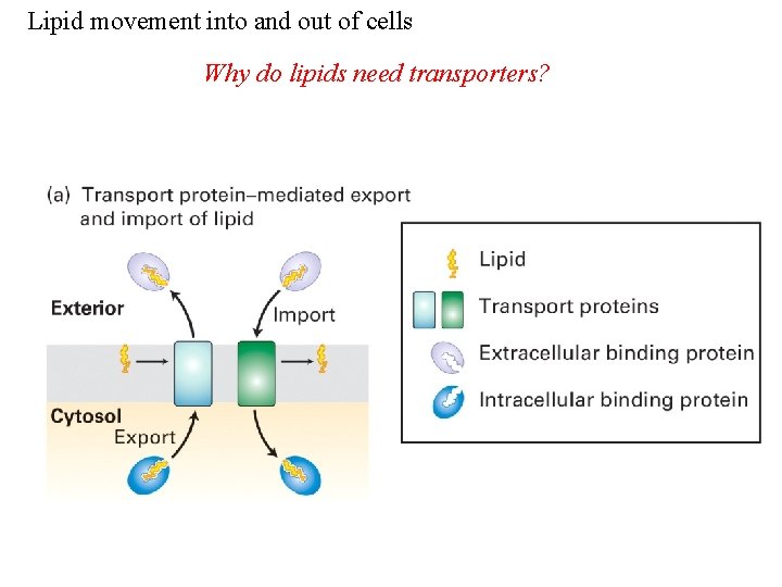 Lipid movement into and out of cells Why do lipids need transporters? Lipid movement into and out of cells Why do lipids need transporters?