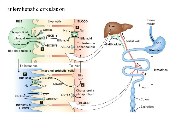 Enterohepatic circulation Enterohepatic circulation