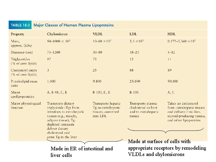 Made in ER of intestinal and liver cells Made at surface of cells with Made in ER of intestinal and liver cells Made at surface of cells with