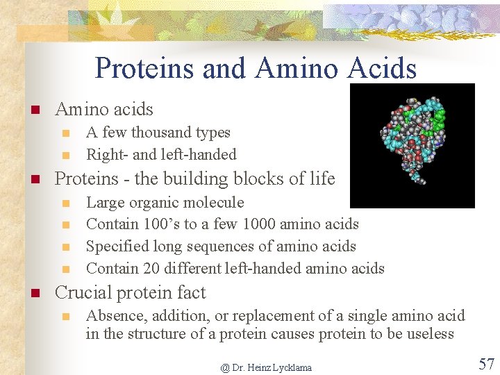 Proteins and Amino Acids n Amino acids n n n Proteins - the building