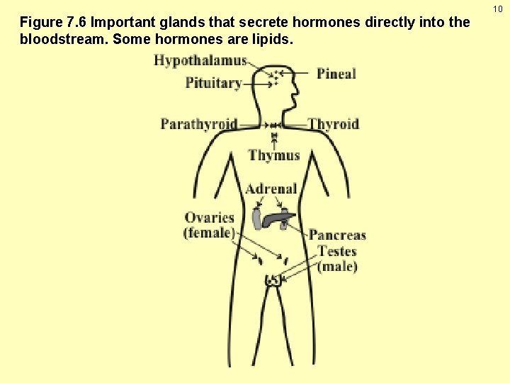 Figure 7. 6 Important glands that secrete hormones directly into the bloodstream. Some hormones