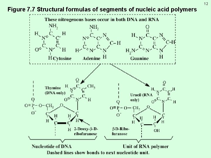 12 Figure 7. 7 Structural formulas of segments of nucleic acid polymers 