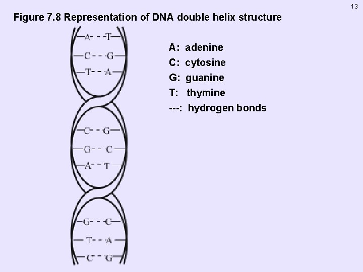 13 Figure 7. 8 Representation of DNA double helix structure A: adenine C: cytosine