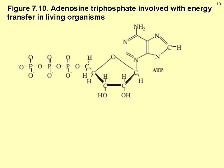 Figure 7. 10. Adenosine triphosphate involved with energy transfer in living organisms 19 