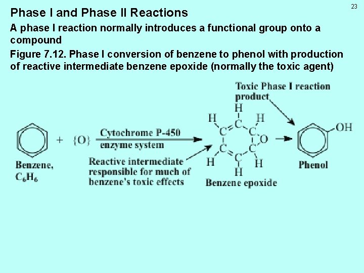 Phase I and Phase II Reactions A phase I reaction normally introduces a functional