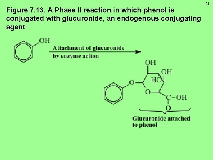 24 Figure 7. 13. A Phase II reaction in which phenol is conjugated with