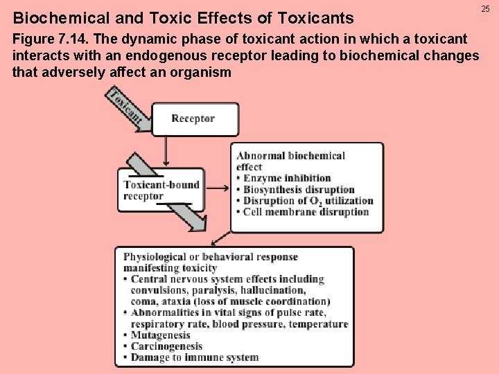 Biochemical and Toxic Effects of Toxicants Figure 7. 14. The dynamic phase of toxicant