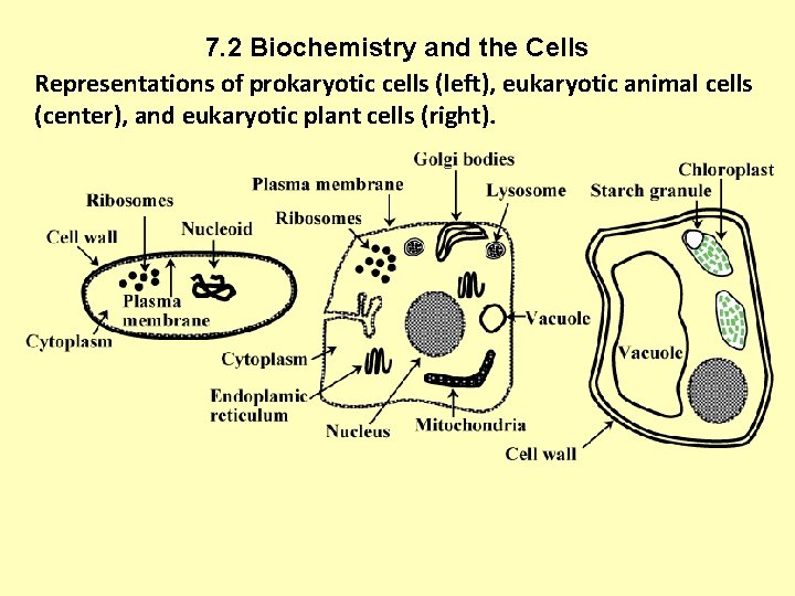 7. 2 Biochemistry and the Cells Representations of prokaryotic cells (left), eukaryotic animal cells