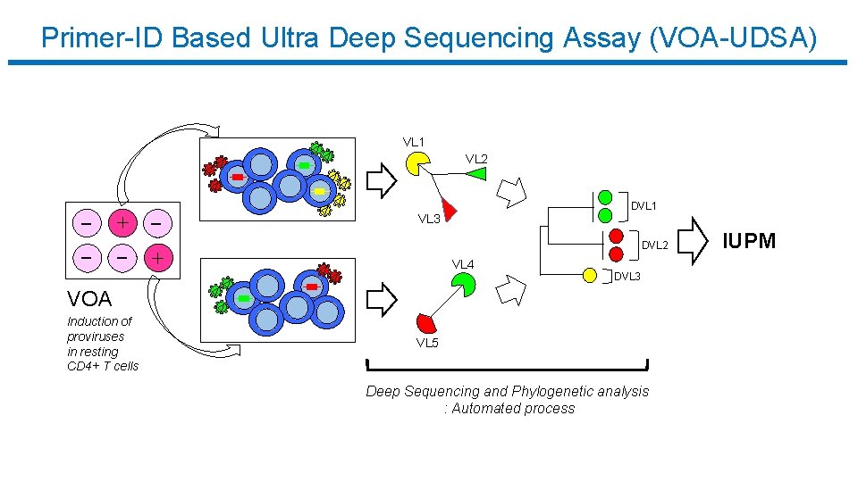 Primer-ID Based Ultra Deep Sequencing Assay (VOA-UDSA) VL 1 VL 2 DVL 1 VL