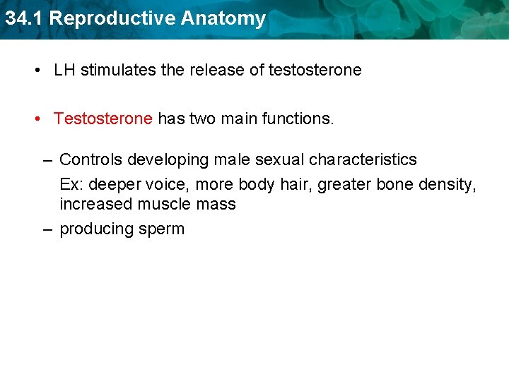 34. 1 Reproductive Anatomy • LH stimulates the release of testosterone • Testosterone has
