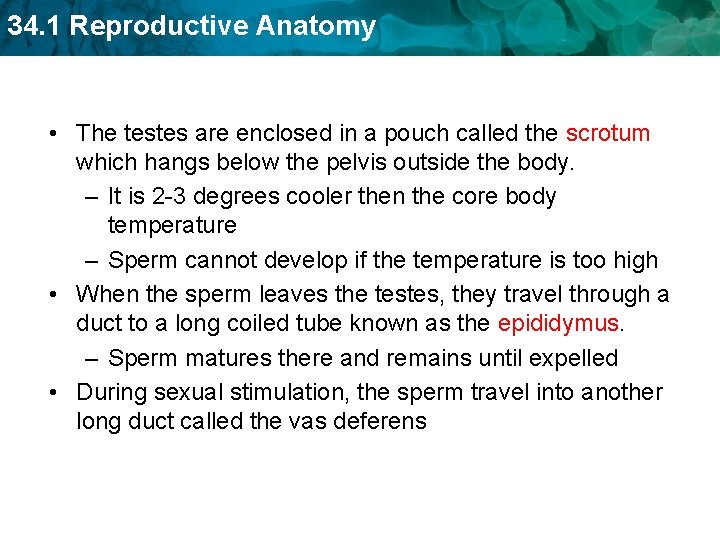 34. 1 Reproductive Anatomy • The testes are enclosed in a pouch called the