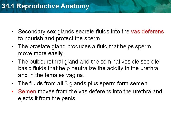 34. 1 Reproductive Anatomy • Secondary sex glands secrete fluids into the vas deferens