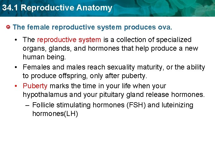 34. 1 Reproductive Anatomy The female reproductive system produces ova. • The reproductive system