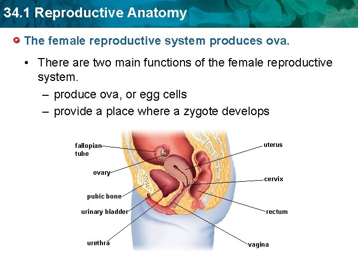 34. 1 Reproductive Anatomy The female reproductive system produces ova. • There are two