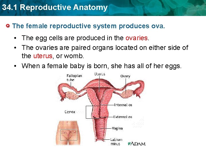 34. 1 Reproductive Anatomy The female reproductive system produces ova. • The egg cells