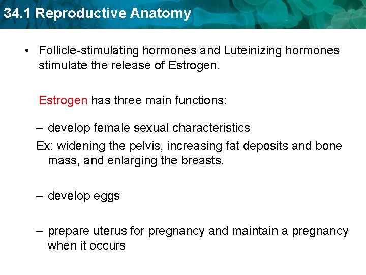 34. 1 Reproductive Anatomy • Follicle-stimulating hormones and Luteinizing hormones stimulate the release of
