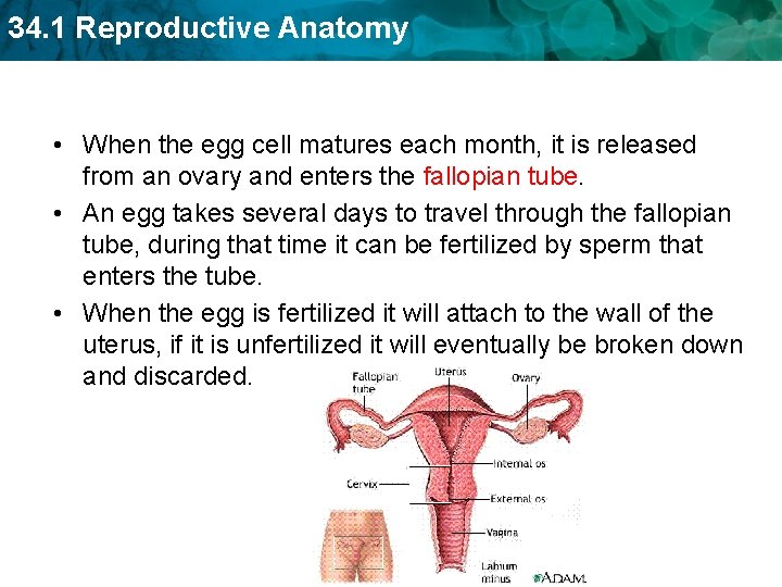 34. 1 Reproductive Anatomy • When the egg cell matures each month, it is
