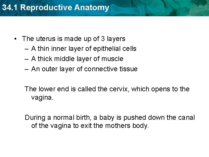 34. 1 Reproductive Anatomy • The uterus is made up of 3 layers –