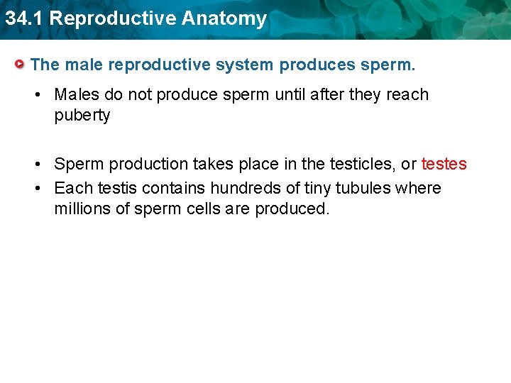 34. 1 Reproductive Anatomy The male reproductive system produces sperm. • Males do not