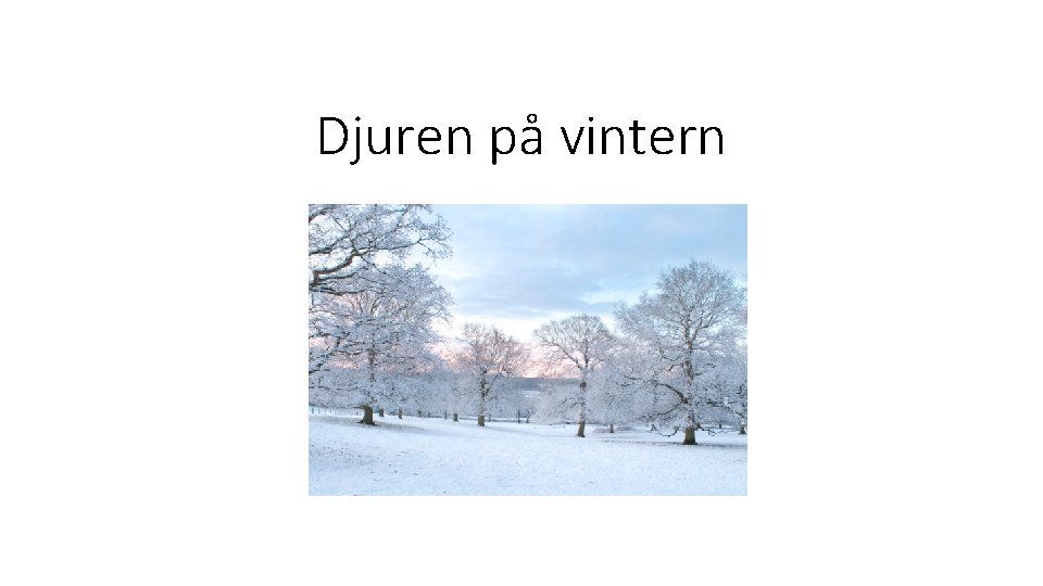 Djuren på vintern 