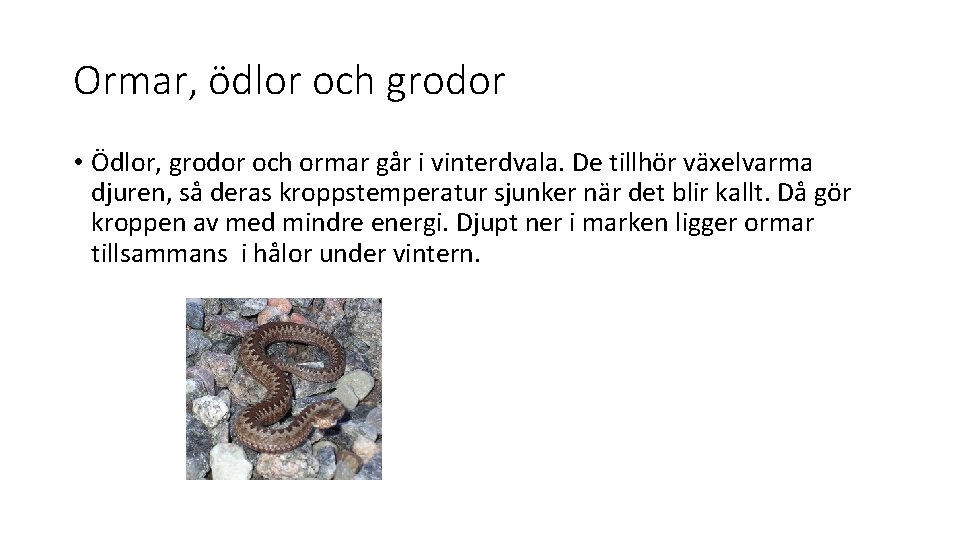 Ormar, ödlor och grodor • Ödlor, grodor och ormar går i vinterdvala. De tillhör