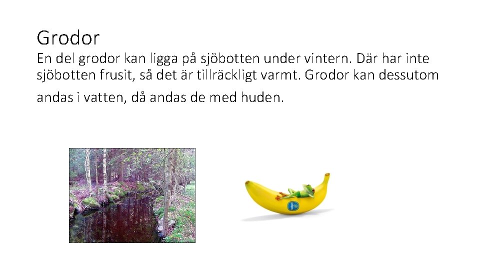 Grodor En del grodor kan ligga på sjöbotten under vintern. Där har inte sjöbotten