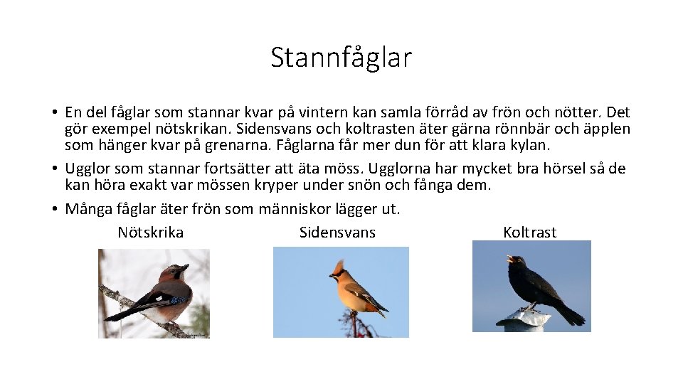 Stannfåglar • En del fåglar som stannar kvar på vintern kan samla förråd av