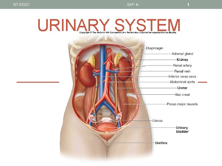 6/13/2021 SAP 4 c URINARY SYSTEM 1 