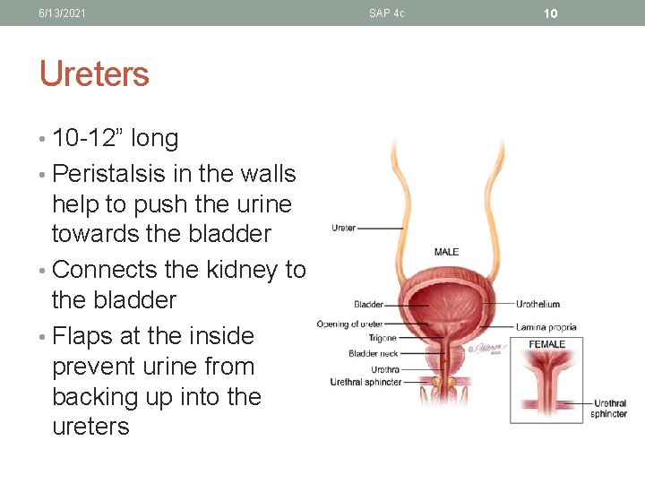 6/13/2021 Ureters • 10 -12” long • Peristalsis in the walls help to push