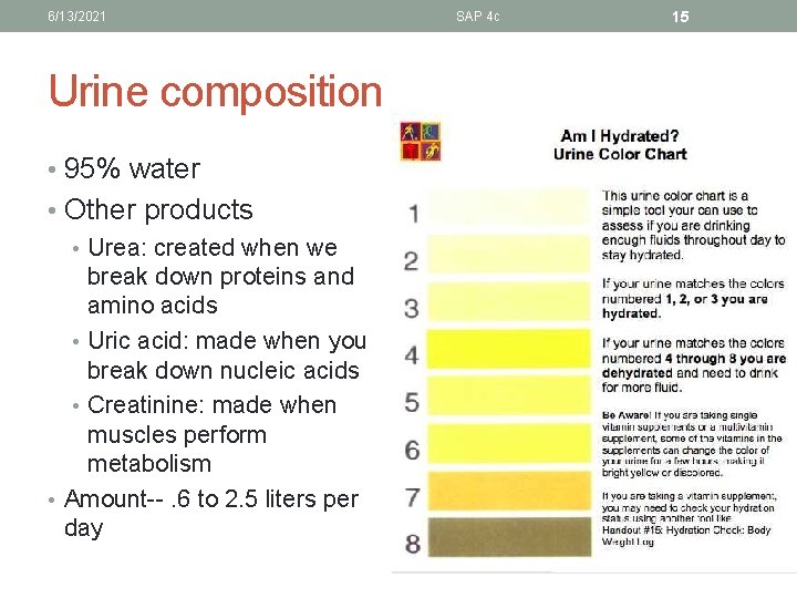 6/13/2021 Urine composition • 95% water • Other products • Urea: created when we